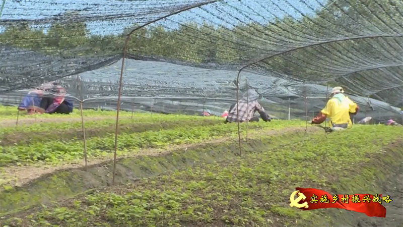 市台《全市新闻联播》节目对我县发展特色产业助农增收致富进行报道